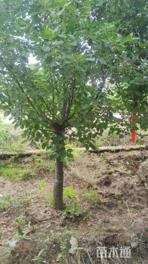 10公分垂丝海棠