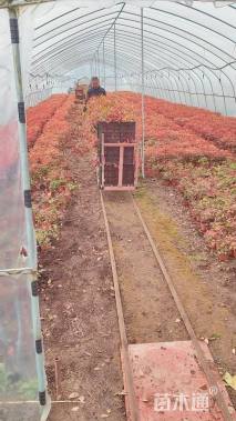 高度20厘米火焰南天竹