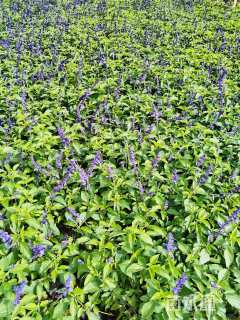 高度25厘米鼠尾草