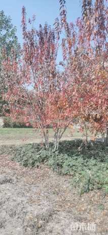 高度600厘米丛生茶条槭