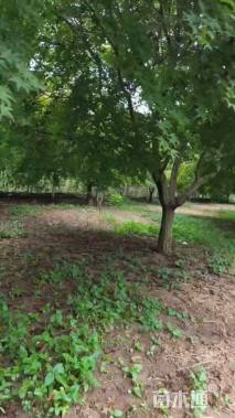 18公分日本红枫