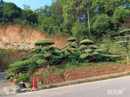 容器苗造型罗汉松