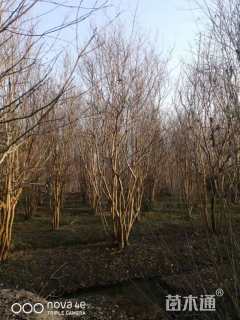 高度8000厘米丛生紫薇