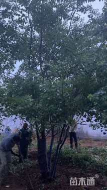 40公分(3杆)丛生乌桕