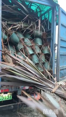 高度40厘米新西兰亚麻