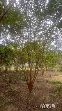 高度500厘米丛生紫薇