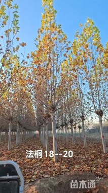 15.5公分法桐