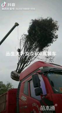高度600厘米丛生大叶女贞