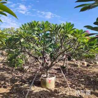 10公分粉花鸡蛋花