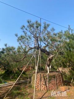 高度600厘米松柏