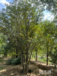 30公分(5杆)丛生朴树