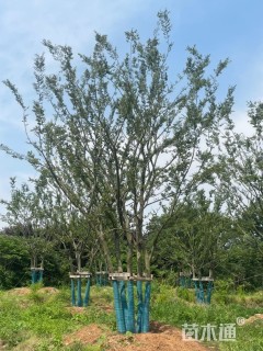 15公分(5杆)丛生朴树
