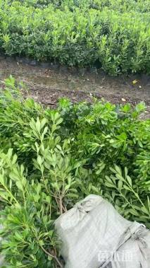 高度40厘米海桐