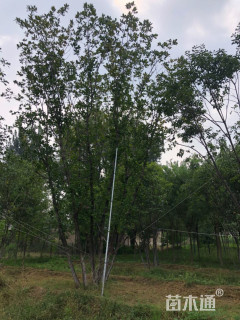 高度400厘米丛生蒙古栎