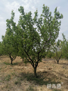 12公分杏树