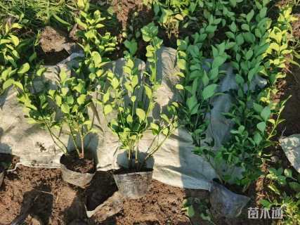 高度50厘米胶东卫矛