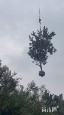 高度700厘米黑松