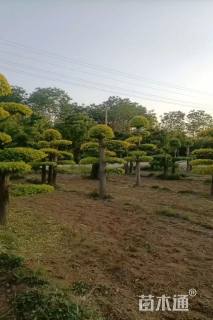 30公分造型金叶榆