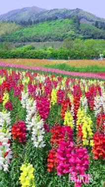 金鱼草种子 金鱼草种子