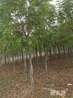 10公分嫁接香花槐