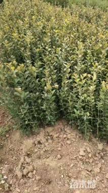 高度30厘米胶东卫矛