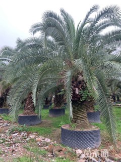 裸干高300厘米加拿利海枣