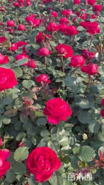 高度20厘米月季