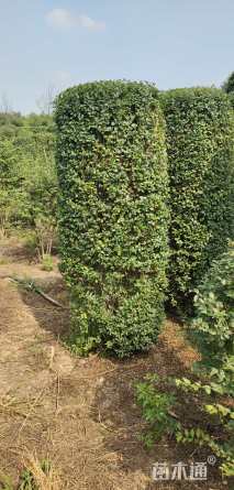 高度180厘米小叶女贞柱