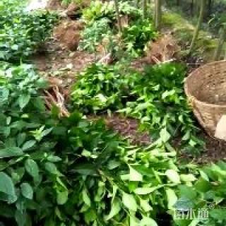 高度50厘米杜仲小苗