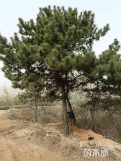 30公分造型黑松