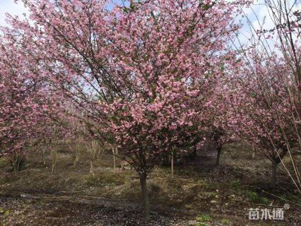 12公分垂丝海棠