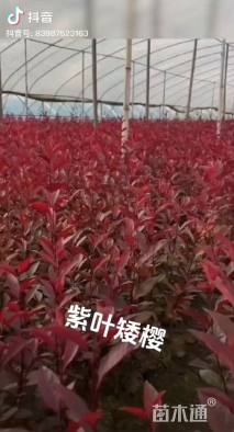 10公分紫叶矮樱