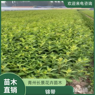 高度80厘米锦带