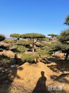 16公分造型油松