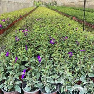 高度35厘米巴西野牡丹