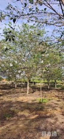 20公分高干吉野樱