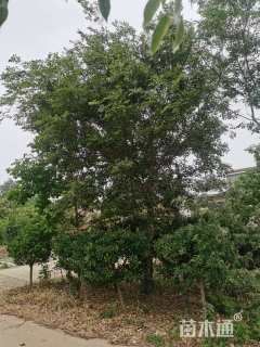 10公分朴树