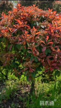 冠幅300厘米红叶石楠球