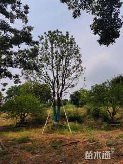 50公分多杆香樟