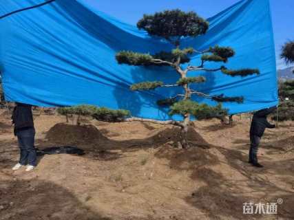 10公分造型油松