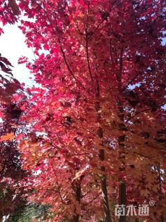 10公分美国红枫