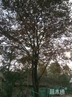 40公分榉树