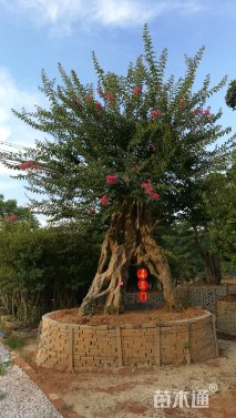 350厘米造型紫薇