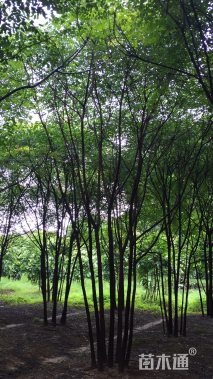 10公分台湾相思树