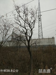 38公分朴树