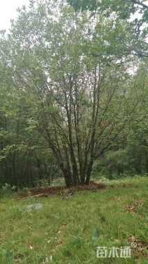 高度600厘米丛生蒙古栎