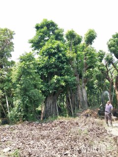 120公分高山榕