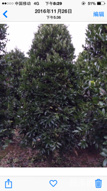 10公分大叶竹柏