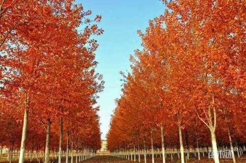 15公分美国红枫