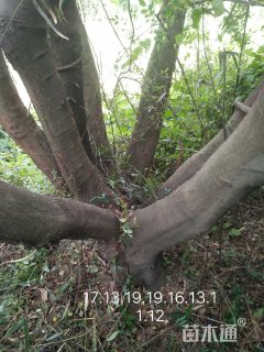 120公分多杆朴树